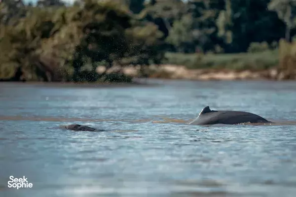 Lawatan Sehari Pemuliharaan Penyu & Lumba-lumba Jarang Dijumpai