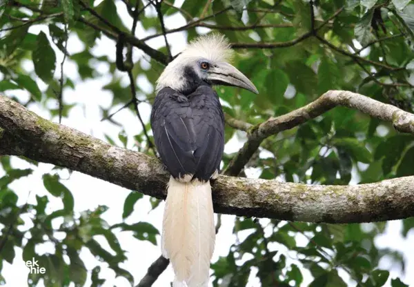Great hornbill perched on a branch with green leaves in Danum Valley rainforest, Sabah, on a guided wildlife walk