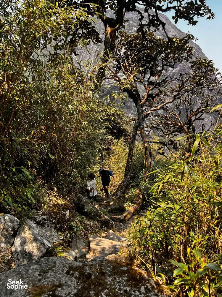Trekker walks along a rocky mountain route between bamboo and scrub near Mt Fansipan in Sapa on the eco trail