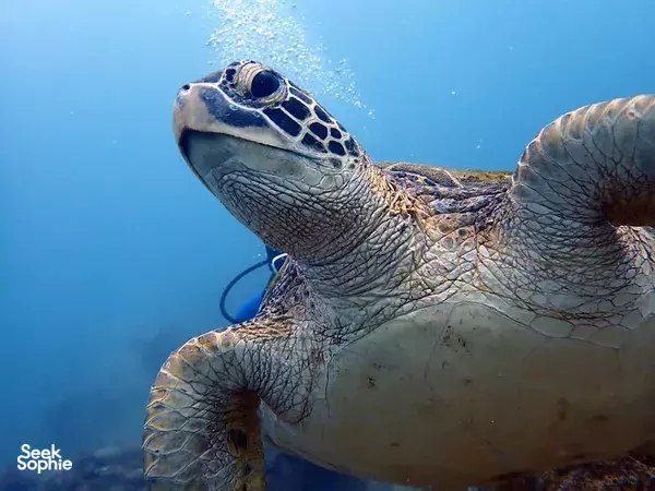 2 Fun Dives in Kenting **at the shore