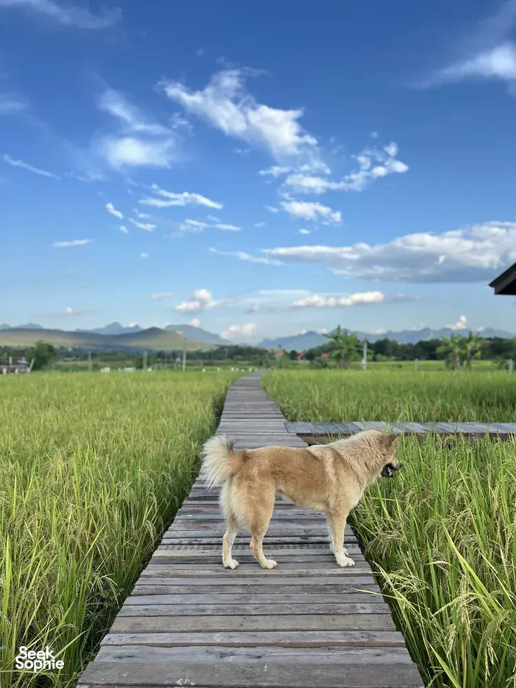 Seek Sophie option picture