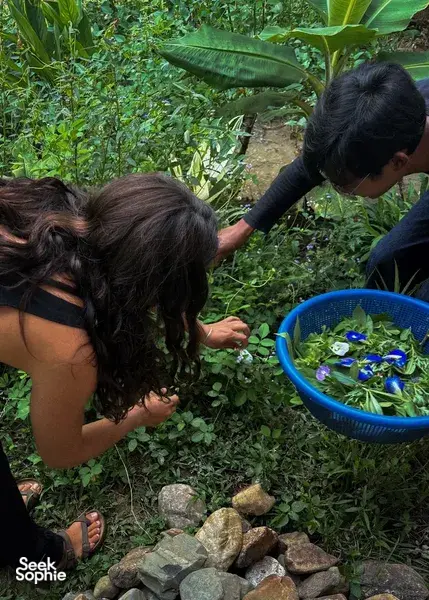 Harvesting herbs at Kebun Lidstari permaculture farmstay in Langkawi, guests picking greens for Malaysian comfort food