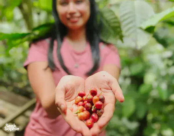 A Coffee Journey with Yogyakarta's Artisan Coffeemaker