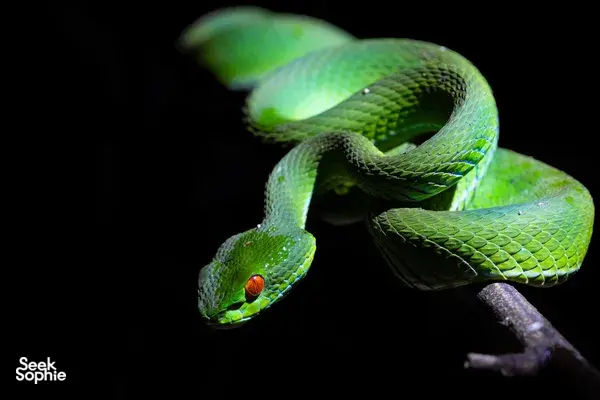 Green python curled on a branch in Cat Tien in the dark, seen during a private 3D2N ethical tour with a naturalist
