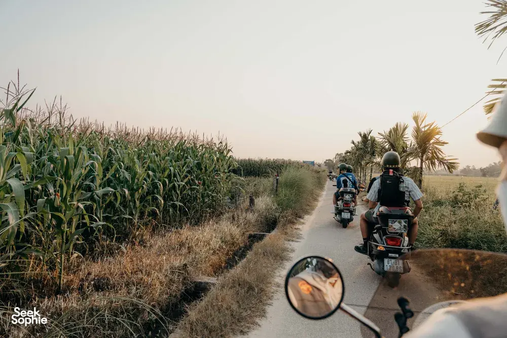 Rombongan motor bersama Hoi An Backroad Tours melintasi jalan pedesaan di antara ladang jagung dekat Hoi An saat matahari terbenam, Vietnam