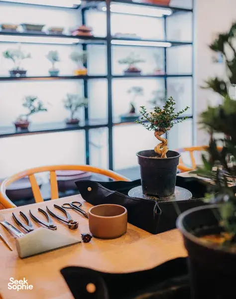 Potted Japanese-style tropical bonsai on a worktable by windows in Singapore, surrounded by pruning tools and containers for class