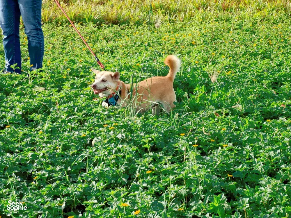Seek Sophie option picture