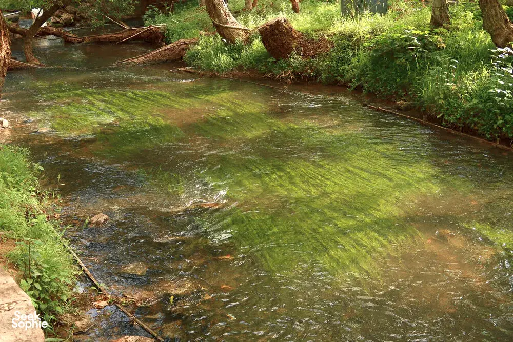 Shallow stream with green algae flowing through a shaded grove in Lijiang, bordered by stones and overhanging trees