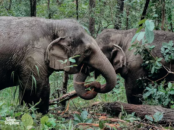 Close-up of rescued elephants foraging and gently touching trunks in forest greenery at Burm & Emily's Elephant Sanctuary near Chiang Mai
