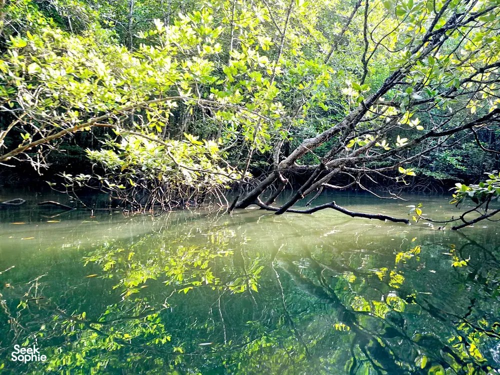 Green mangrove creek with intertwined roots and reflections on still water in Langkawi’s Kilim Geoforest for a sunset cruise