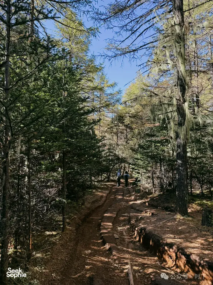 Hikers on a forest path through Tiger Leaping Gorge near Shangri-La, trekking on the 2D1N alpine lake route