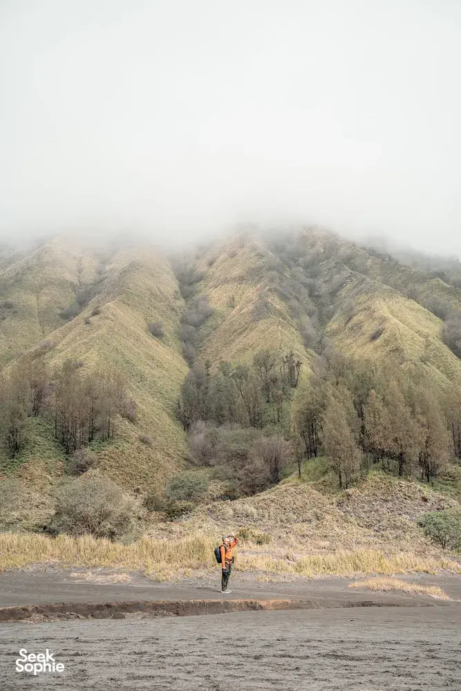 Seek Sophie option picture