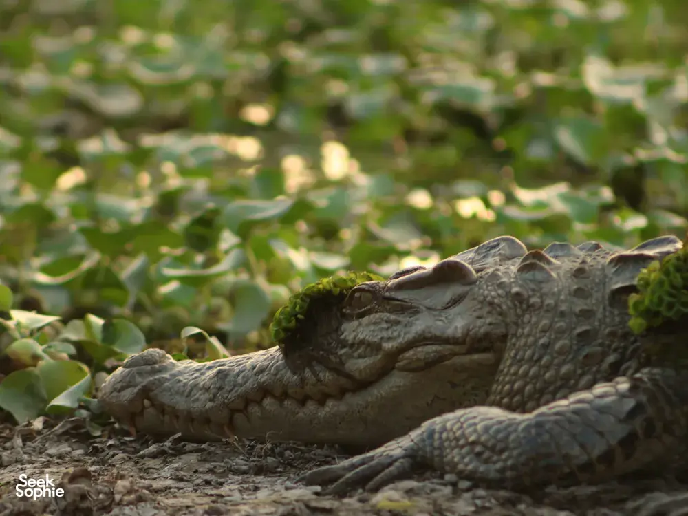 Crocodile resting on muddy ground beside low water in Cat Tien National Park during an expert naturalist-led ethical tour