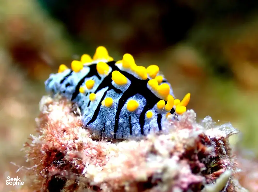 Seek Sophie option picture