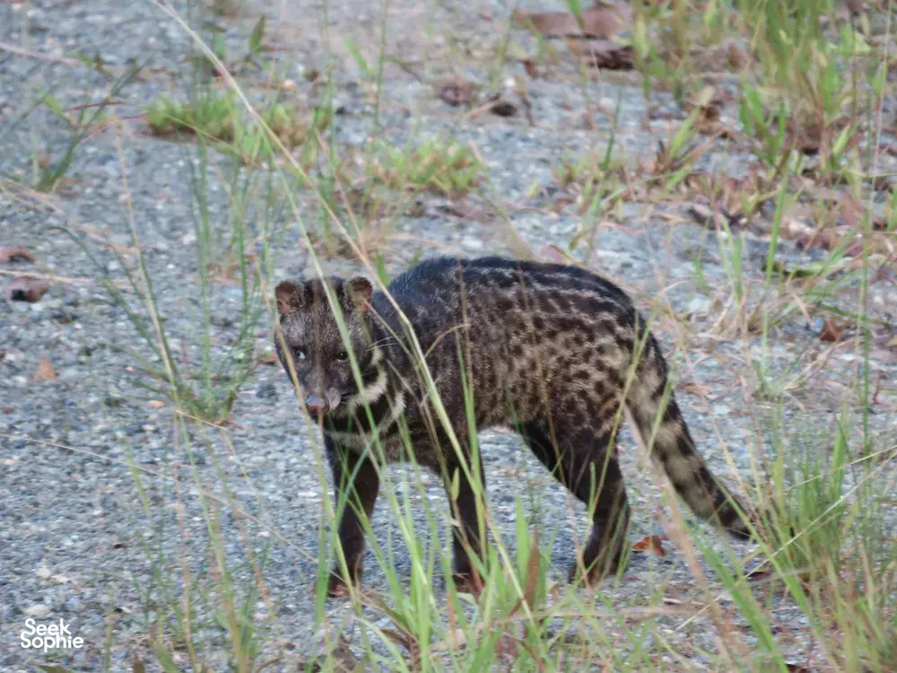 Seek Sophie option picture