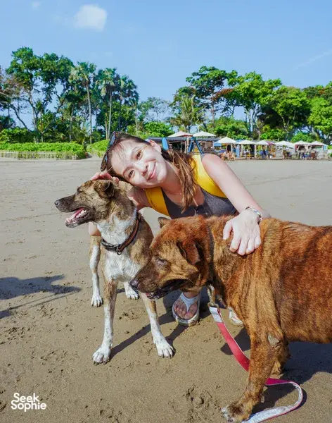 Woman greeting and caring for rescued dogs on a sandy beach in Bali with Bali Conservation Adventures conservation team