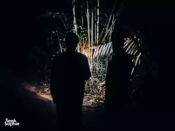Experience a Jungle Night Adventure with Khao Sok’s Expert Guide