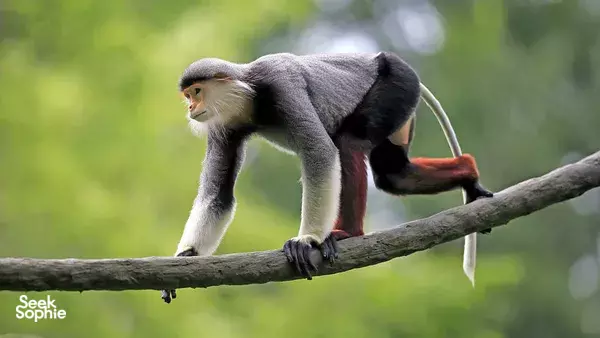 Red-shanked douc langur stepping along a tree branch in green forest, captured during langur-spotting in Da Nang