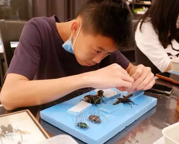 Preserving and Pinning: Learn to Taxidermize Butterflies/ Beetles!