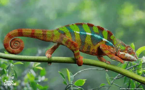 [SOLD OUT] Tracking One of the World’s Rarest Primates  