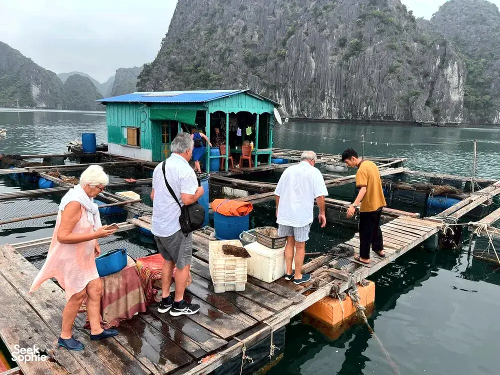 Seek Sophie option picture