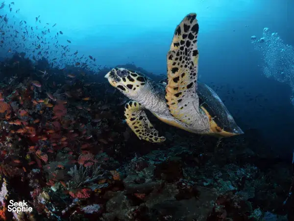 Moana Dive small-group beginner dive with a sea turtle gliding over coral reef in waters of Komodo Island