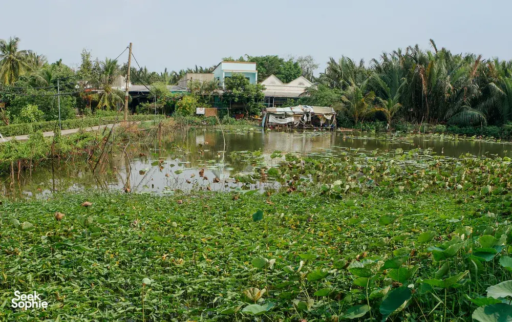 Seek Sophie option picture