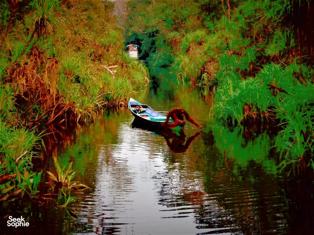 Seek Sophie option picture