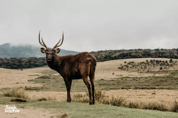 6H Sunrise Hike to World's End Cliff | Horton Plains 