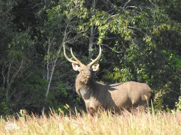 Antlered deer standing in tall grass in Khao Yai National Park, a wildlife trekking stop on the day trip