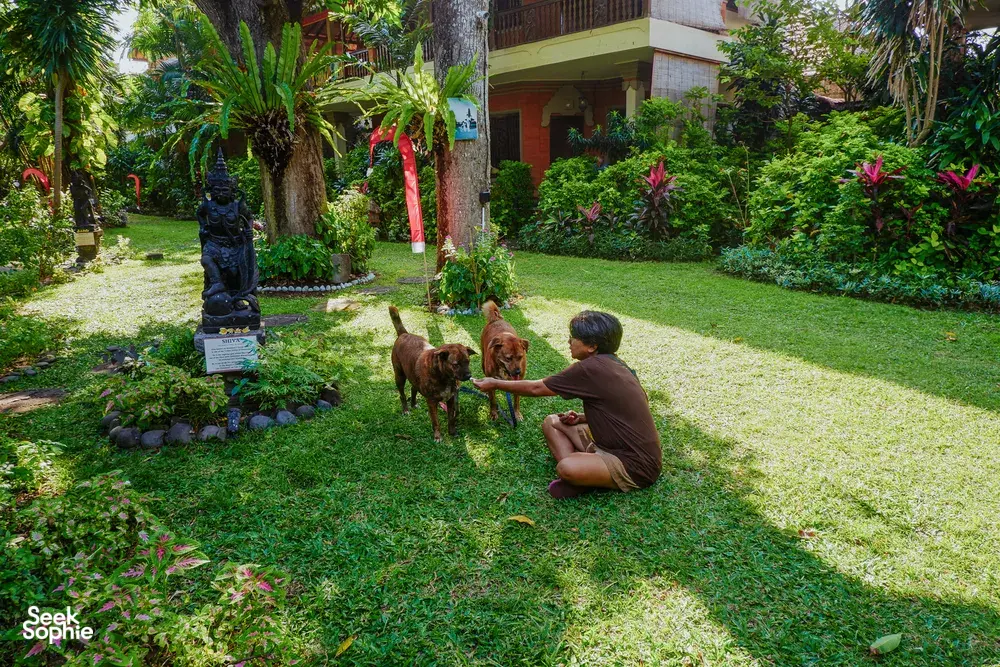 Man kneeling to pet two brown dogs in a green garden courtyard at a Bali Conservation Adventures sanctuary