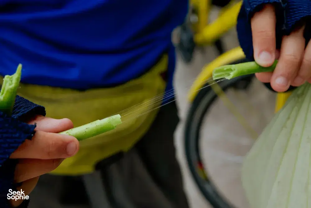 Seek Sophie option picture