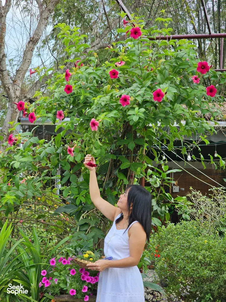 Seek Sophie option picture