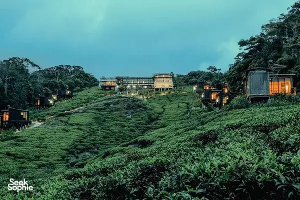 1D1N Sinharaja Rainforest Retreat & Hike @ Stylish Ecolodge 