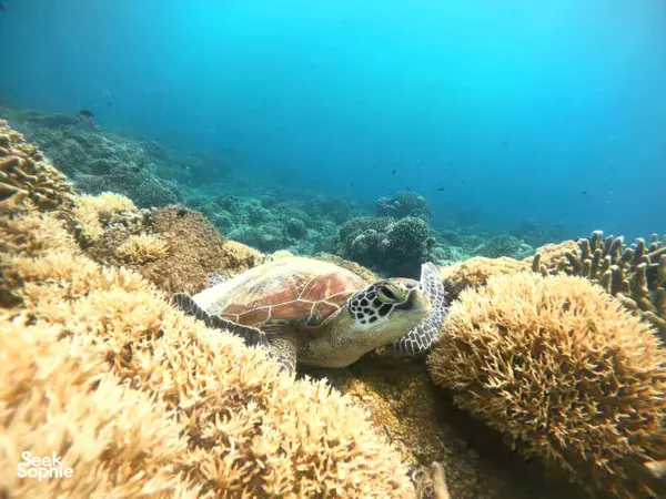 Secret Gilis Island Hopping | Snorkel Crystal Clear Waters