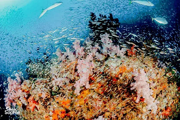 2 Fun Dives in Similan from Khao Lak | Comfy Boat & Experienced Team
