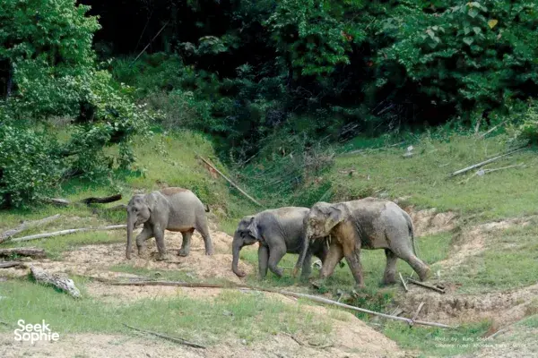 2D1N Cheow Lan Rafthouse with Private Guide | Avoid the Crowds!