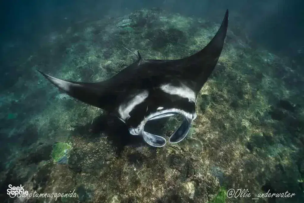 Manta ray glides over rocky seabed as a scuba diver practises buoyancy during a 3-day open-water course with Sanctum Dive Indonesia, Bali