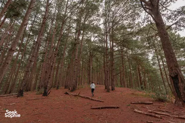 Trek Da Lat's Highest Peak | Langbiang Mountain Adventure