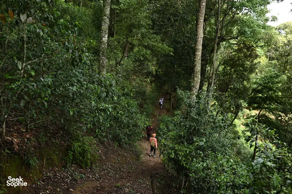Pengembara mendaki di laluan hutan sempit dengan kehijauan rimbun di kawasan teh pergunungan Xishuangbanna