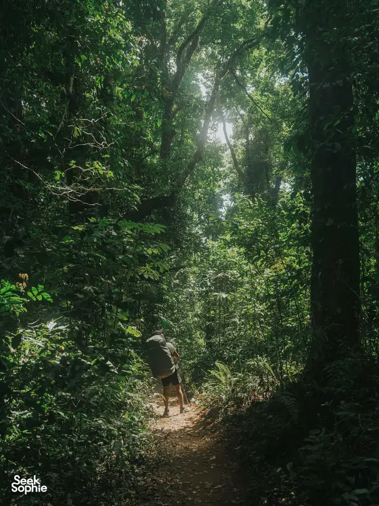 Seek Sophie option picture