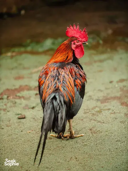Rooster standing tall on dusty ground with out-of-focus village greenery behind it during a Lombok village visit