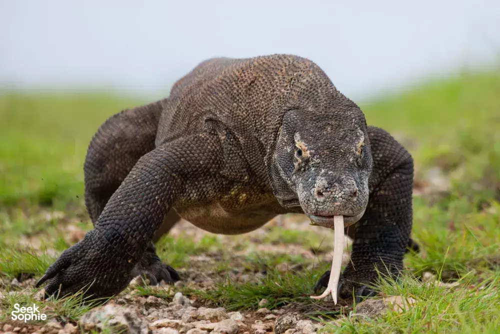 Seek Sophie option picture