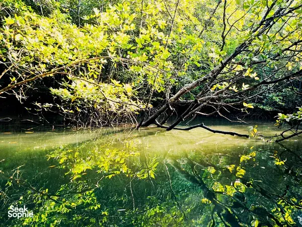 Green mangrove creek in Kilim Geoforest, Langkawi, with sunlit leaves and overhanging branches on a sunset mangrove cruise