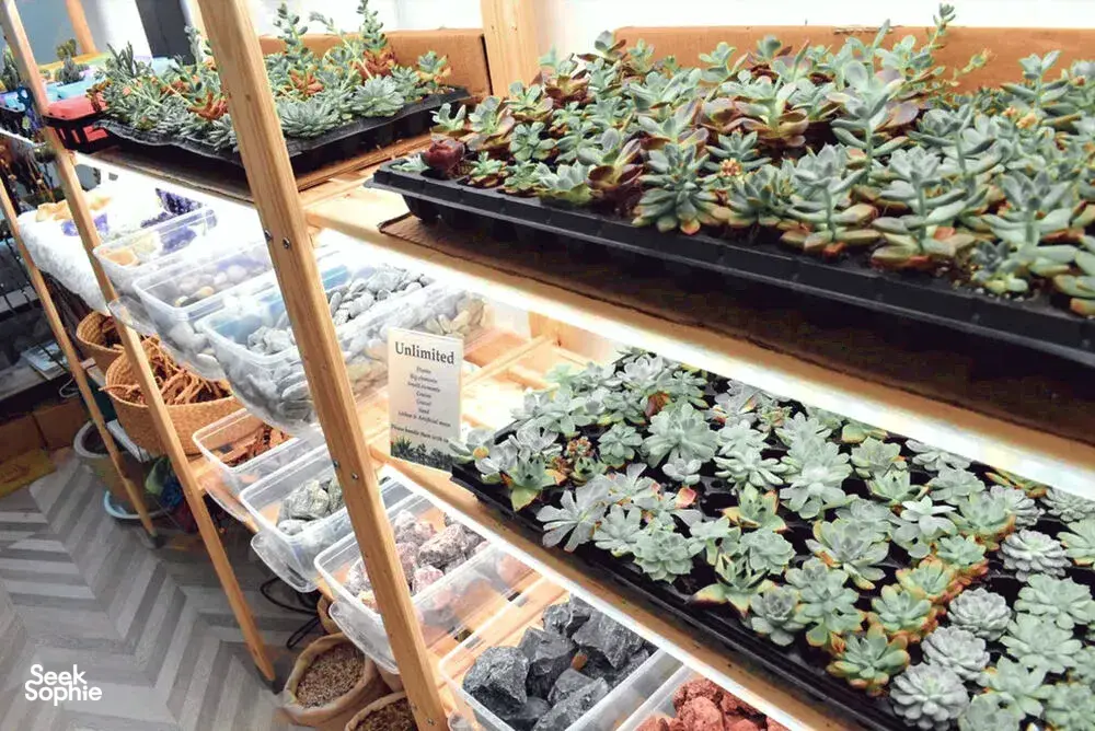 Seek Sophie option picture