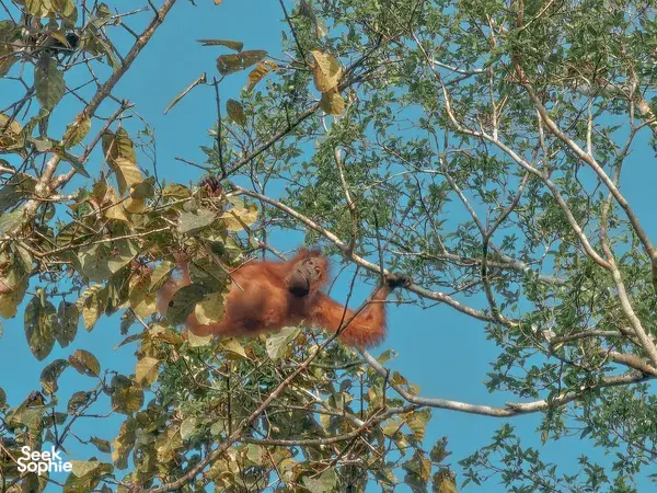 2D1N Kinabatangan River Safari at Jungle Lodge | Away from Crowds