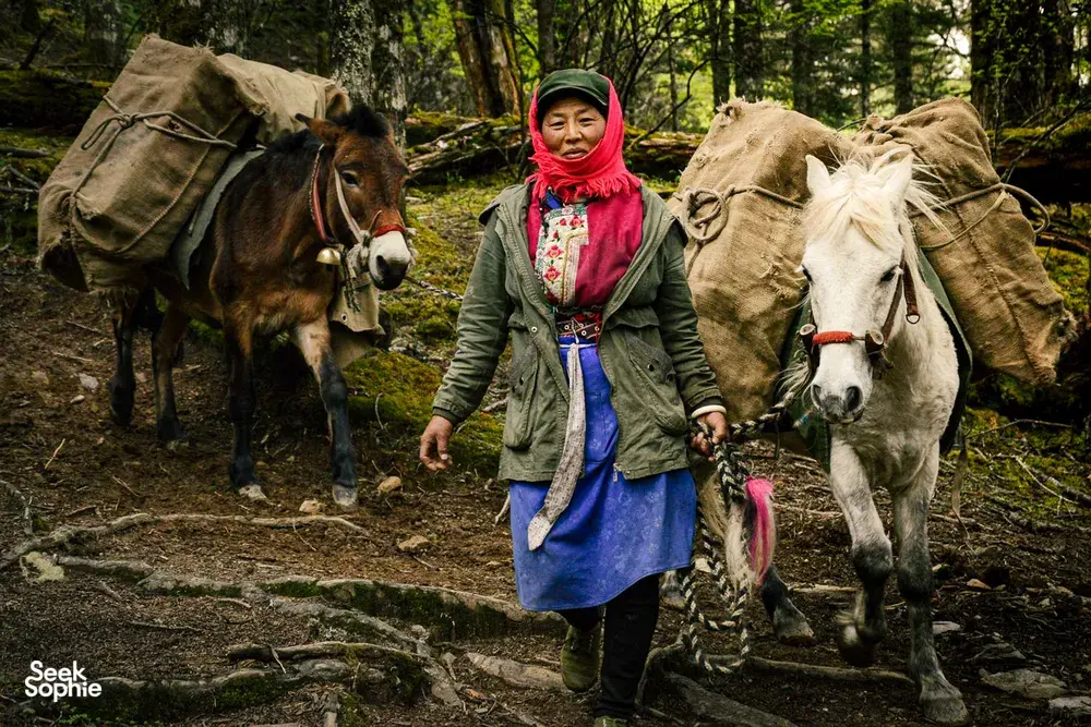 Tibetan-clad caravan handler leading pack mules along a forest trail, supporting outdoor trekking around Shangri-La for the stay