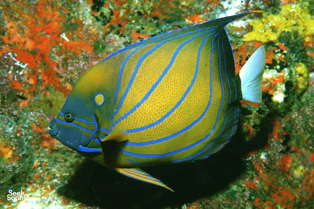 Seek Sophie option picture