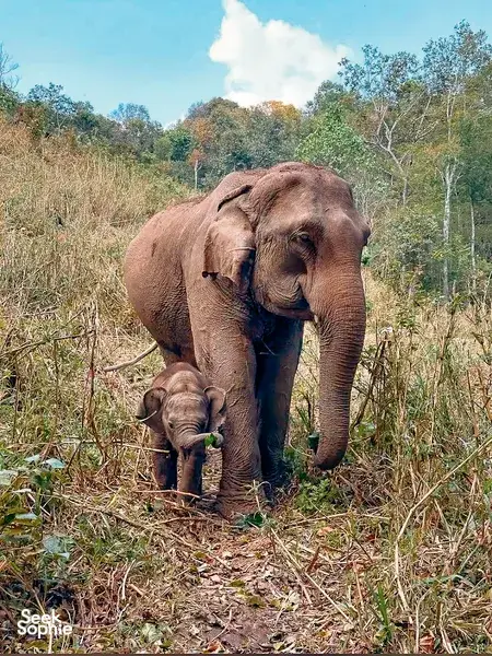 2天1夜 伦理大象观察体验｜隐秘的Doi Inthanon山间小径