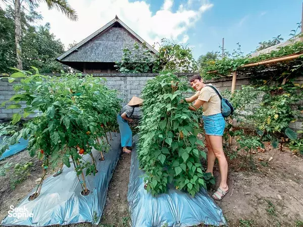 Host and guest picking leafy vegetables beside blue-covered garden beds at Anandinii Organic Garden & Kitchen in Sidemen, Bali